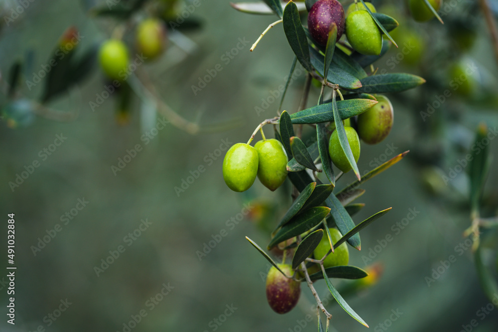 Olive fruits on trees in Japan Olive fruits on trees in Japan
