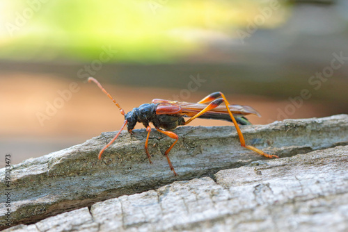 Longhorn beetle (long-horned, longhorn beetles, longicorns) Necydalis major, Necydalinae. Beetle on old oak wood.
