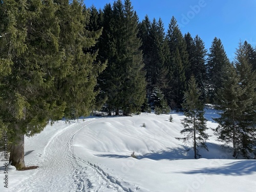 Der schneebedeckte Weg von der Bergstation des Söllerecks zur Hochleite verläuft am Waldrand.