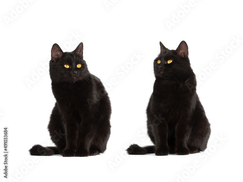 two sitting black cat with yellow eyes isolated on white background
