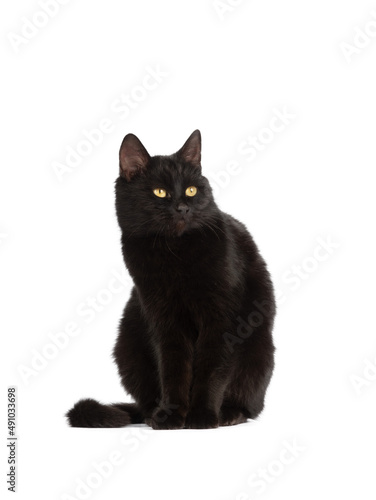 sitting black cat with yellow eyes isolated on white background © fotomaster