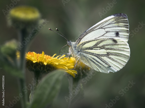 Cabbage White Butterfly feeding on Dandelion © Mike Potter