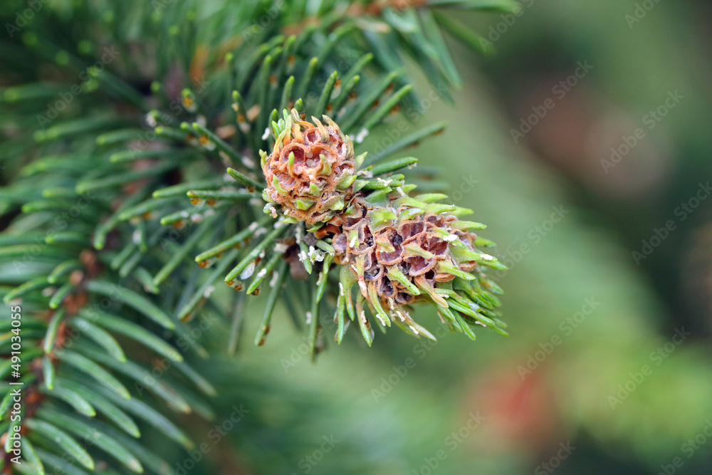 Galls on spruce shoots caused by green spruce gall aphid (Sacchiphantes viridis synonyms: Chermes viridis, Sacchiphantes abietis viridis) on the needles of spruce. To the common pest of spruces. Galls on spruce shoots caused by green spruce gall aphid (Sacchiphantes viridis synonyms: Chermes viridis, Sacchiphantes abietis viridis) on the needles of spruce. To the common pest of spruces.