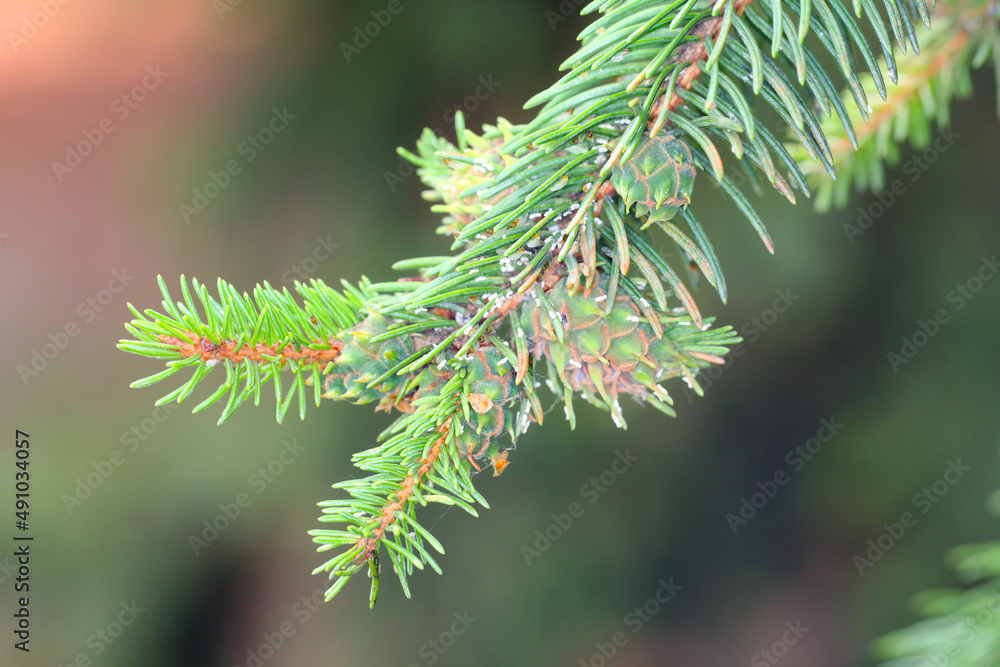 Galls on spruce shoots caused by green spruce gall aphid (Sacchiphantes viridis synonyms: Chermes viridis, Sacchiphantes abietis viridis) on the needles of spruce. To the common pest of spruces. Galls on spruce shoots caused by green spruce gall aphid (Sacchiphantes viridis synonyms: Chermes viridis, Sacchiphantes abietis viridis) on the needles of spruce. To the common pest of spruces.