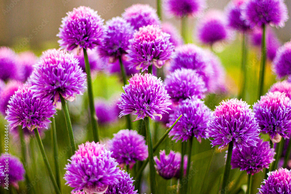 Obraz premium Wild chives in flower in the sun 