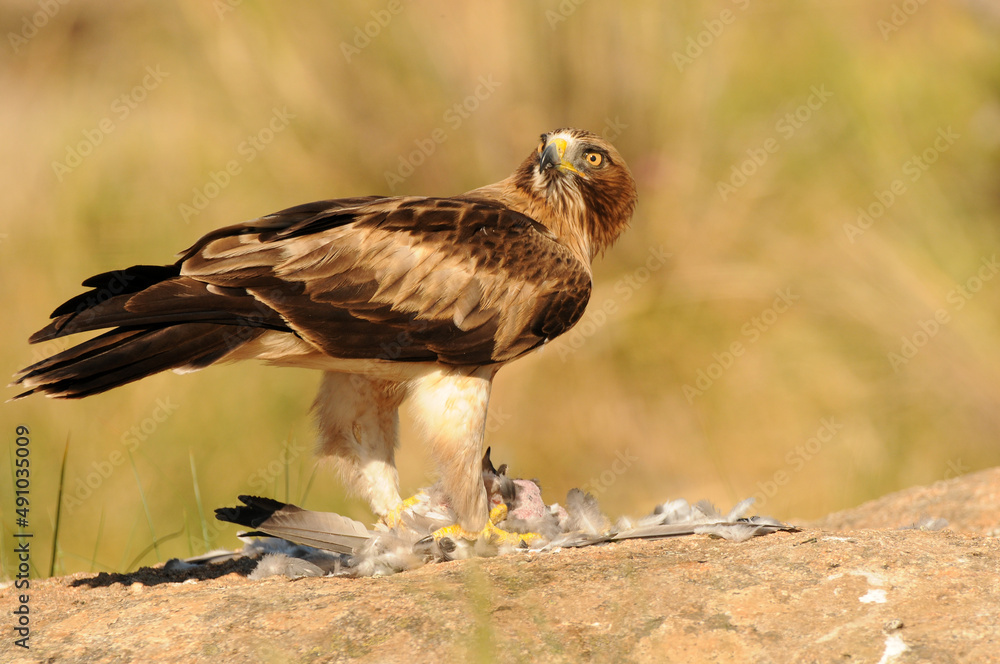 aguila calzada en el campo con sus presas aguila calzada en el campo con sus presas