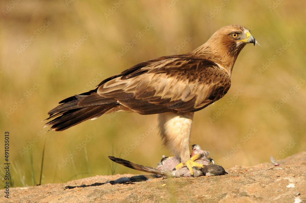 aguila calzada en el campo con sus presas aguila calzada en el campo con sus presas
