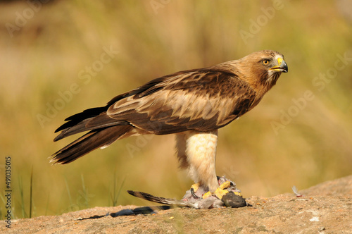 aguila calzada en el campo con sus presas