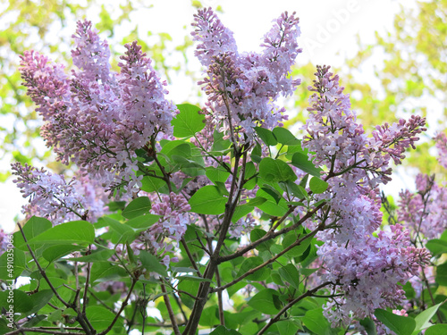 fluffy purple lilac blooms on a branch