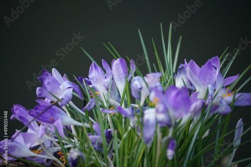 Fototapeta Naklejka Na Ścianę i Meble -  Krokusse blühen in schönen Farben vor einem freigestellten Hintergrund