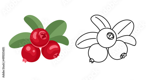 Cranberry color cartoon illustration and outline. Vector fresh ripe red berry. Flat icon.
