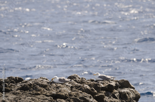 Yellow-legged gulls Larus michahellis atlantis resting in the coast. Mazo. La Palma. Canary Islands. Spain.