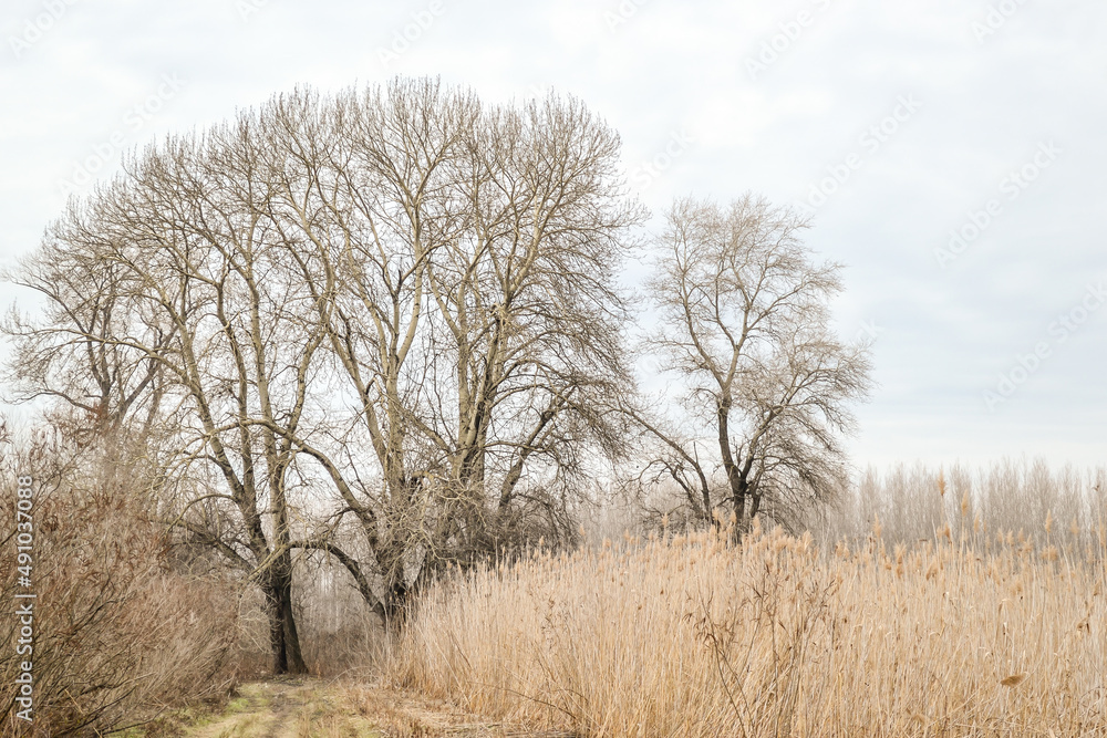 Wet wetland forest in Petrovaradin, Novi Sad, Serbia.