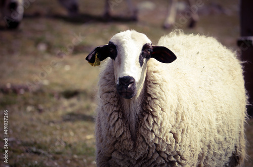 Oveja castellana de lana en primer plano photo