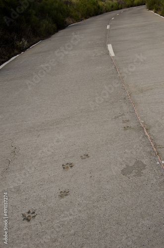 Dog tracks on a concrete road. Mazo. La Palma. Canary Islands. Spain. photo