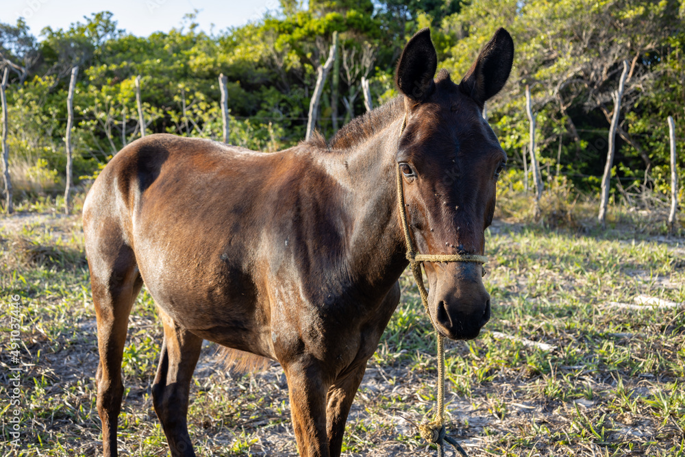 Fototapeta premium Beautiful male specimen of brown mule in its natural habitat. Large equine mammal.