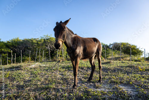 Beautiful male specimen of brown mule in its natural habitat. Large equine mammal.