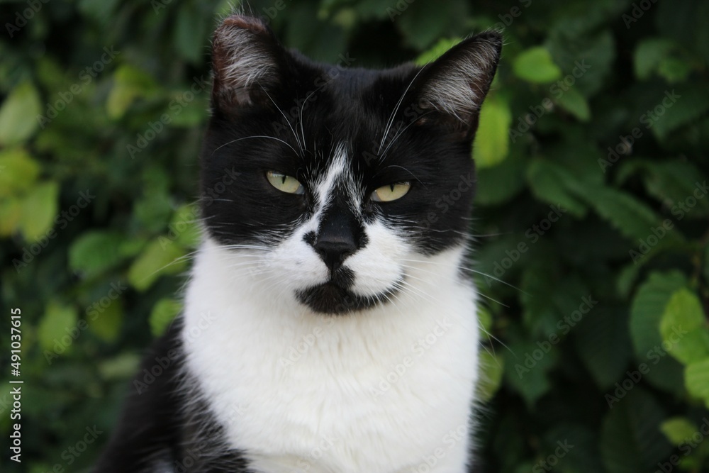 cat animal kitten katze black white street pet look view
eyes cat animal kitten katze black white street pet look view
eyes