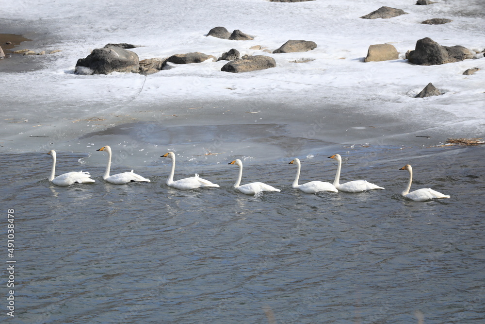Fototapeta premium seagulls on the beach