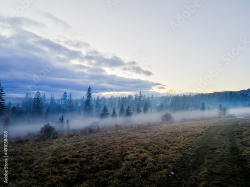 Misty in the forest