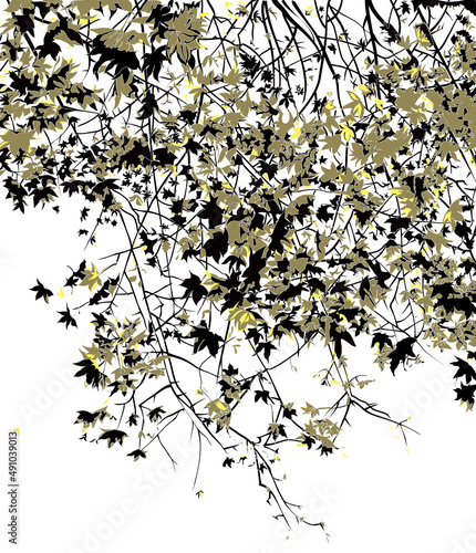 Momiji tree illuminated, transparent background