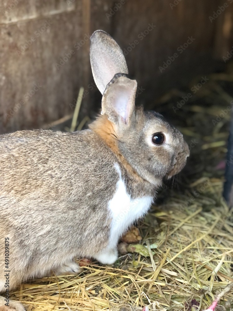 Fototapeta premium rabbit in the grass