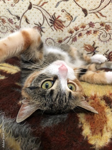 cat on the floor