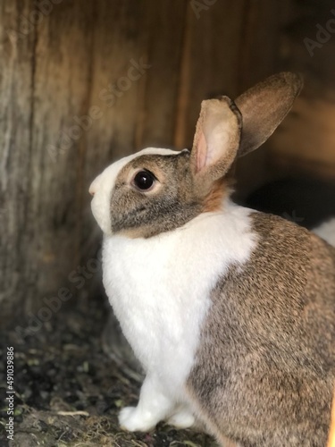 white rabbit