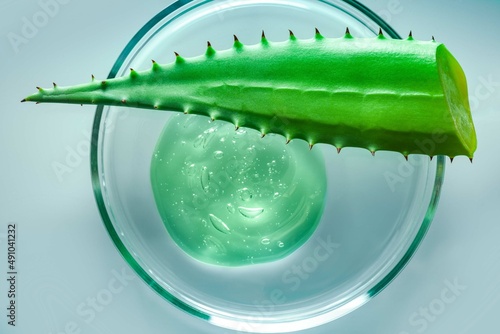 Aloe slices on Petri dish. Aloe cosmetic cream gel swath.