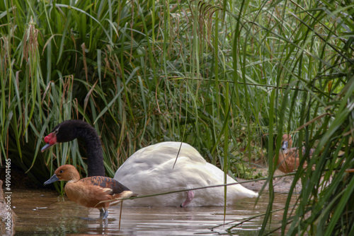 birds hiding in the bushes in a lagoon