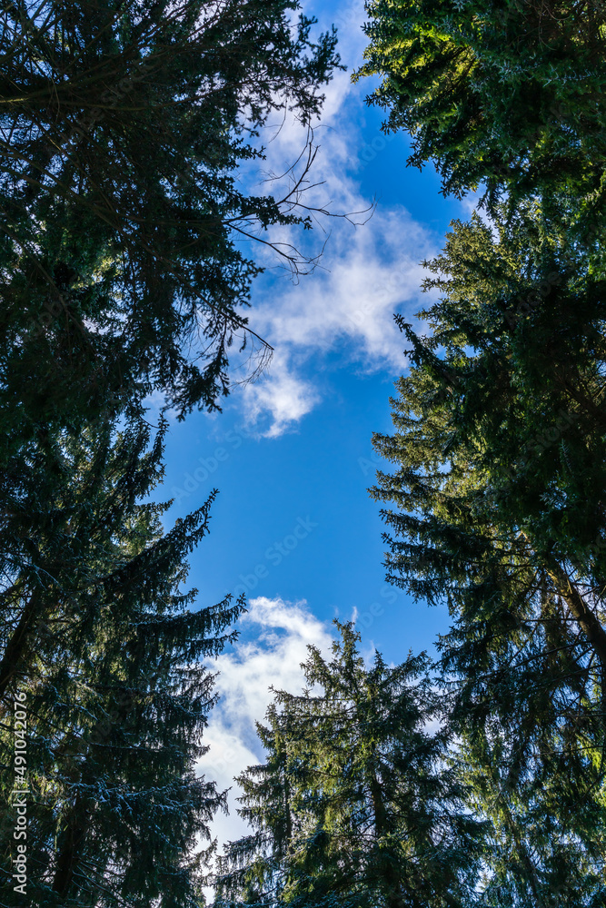 View from the ground into the treetops of a forest in winter View from the ground into the treetops of a forest in winter