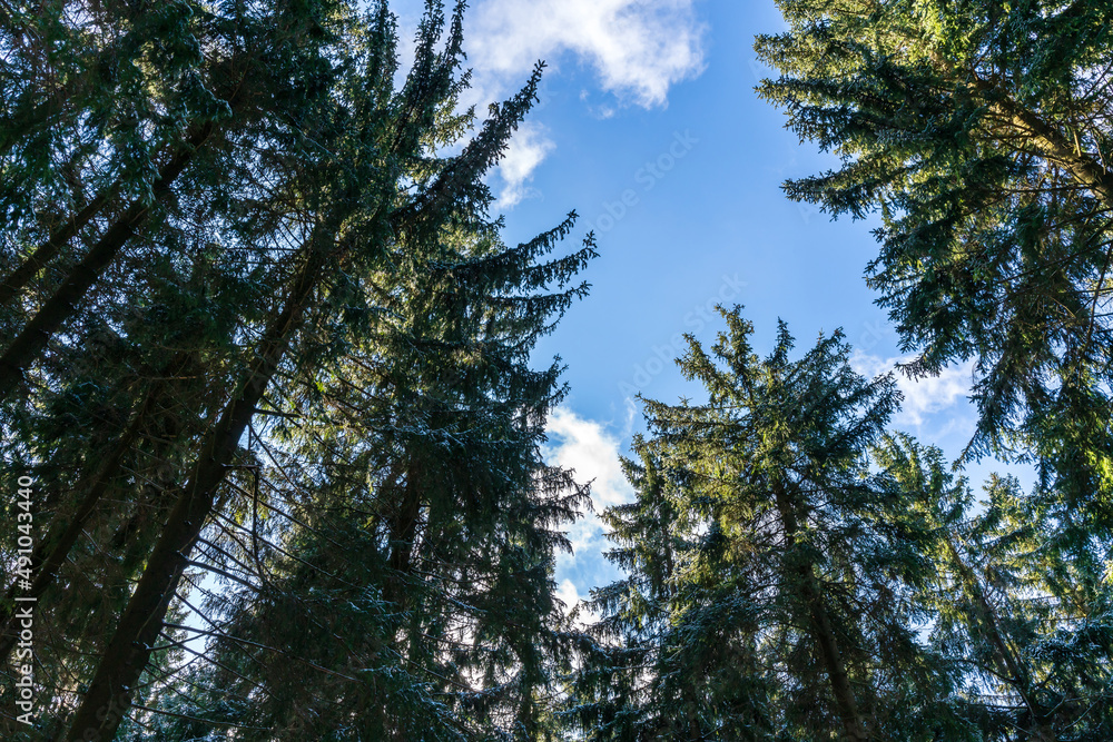 View from the ground into the treetops of a forest in winter View from the ground into the treetops of a forest in winter