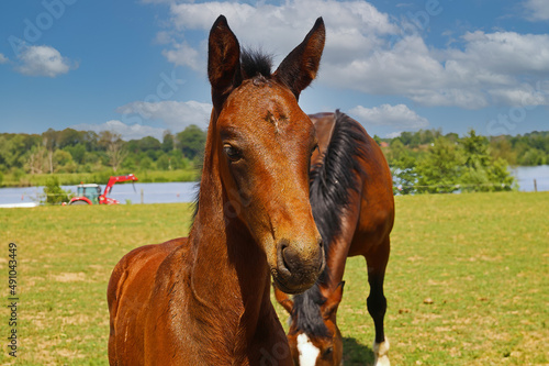 Close up portrait of brown hanoverian foal with mare mare on meadow, river background - Netherlands © Ralf