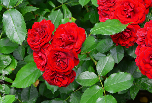 czerwone róże rabatowe, red garden roses