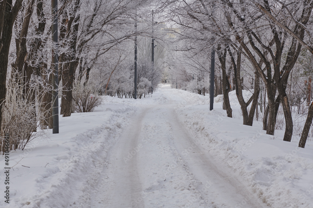 narrow road and trees covered in snow narrow road and trees covered in snow