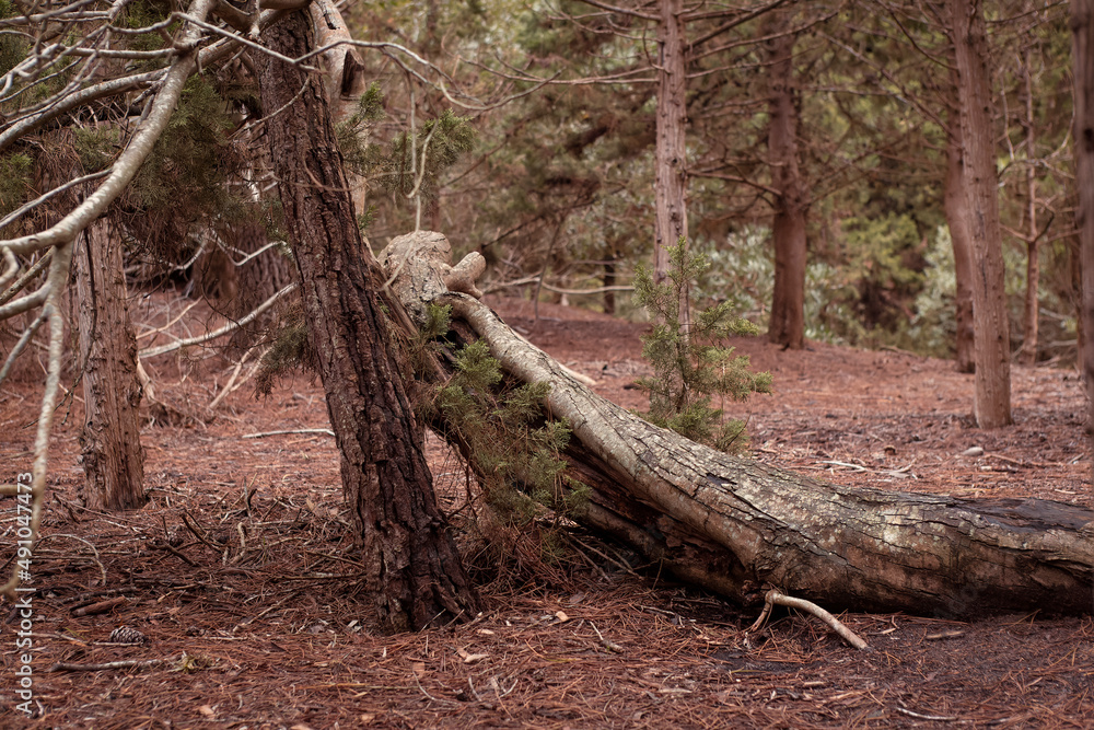 photograph of fallen log in pine forest photograph of fallen log in pine forest
