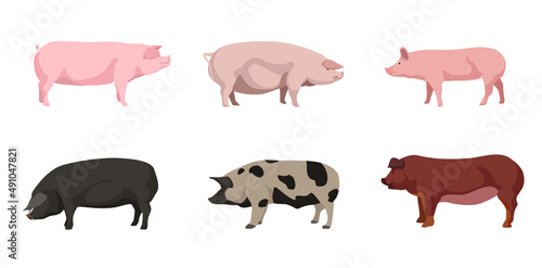 Set of beautiful pigs on white background. Vector estonian bacon, large white, large black, north caucasian and Iberian pig in cartoon style. photo