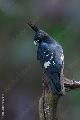 Black Baza bird on branch in nature.