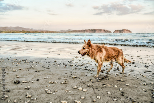 dog on the beach in samara nicoya costa rica central america