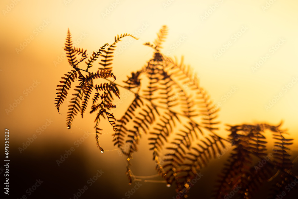 Naklejka premium sunset in the forest