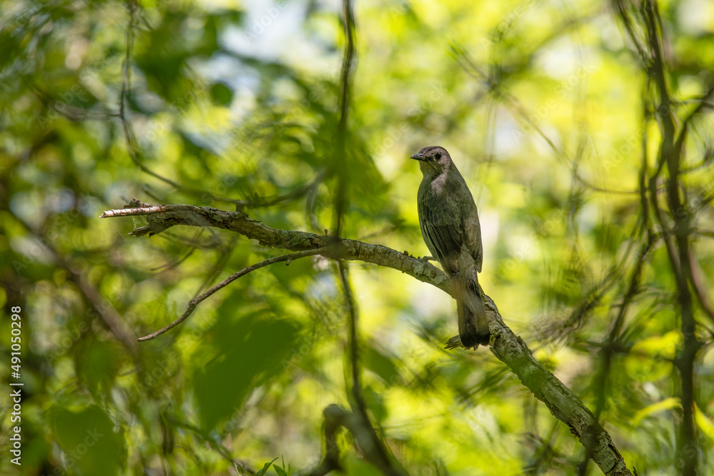 Bird in the Hartley Wildlife Management Area, Rochester, Massachusetts Bird in the Hartley Wildlife Management Area, Rochester, Massachusetts