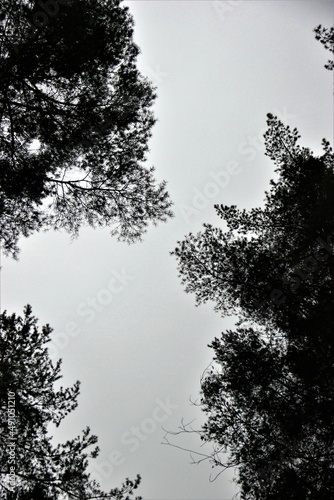 trees in the fog