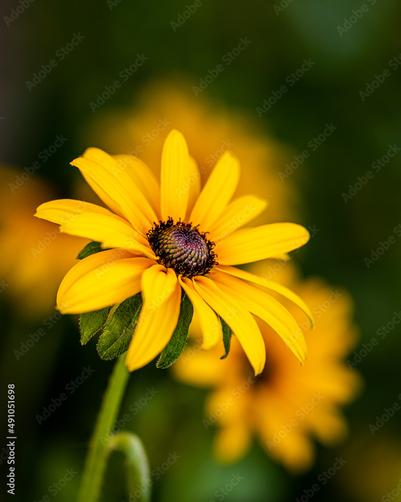Yellow flower on dark blurred background Yellow flower on dark blurred background