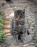 Grey male cat looking at the camera