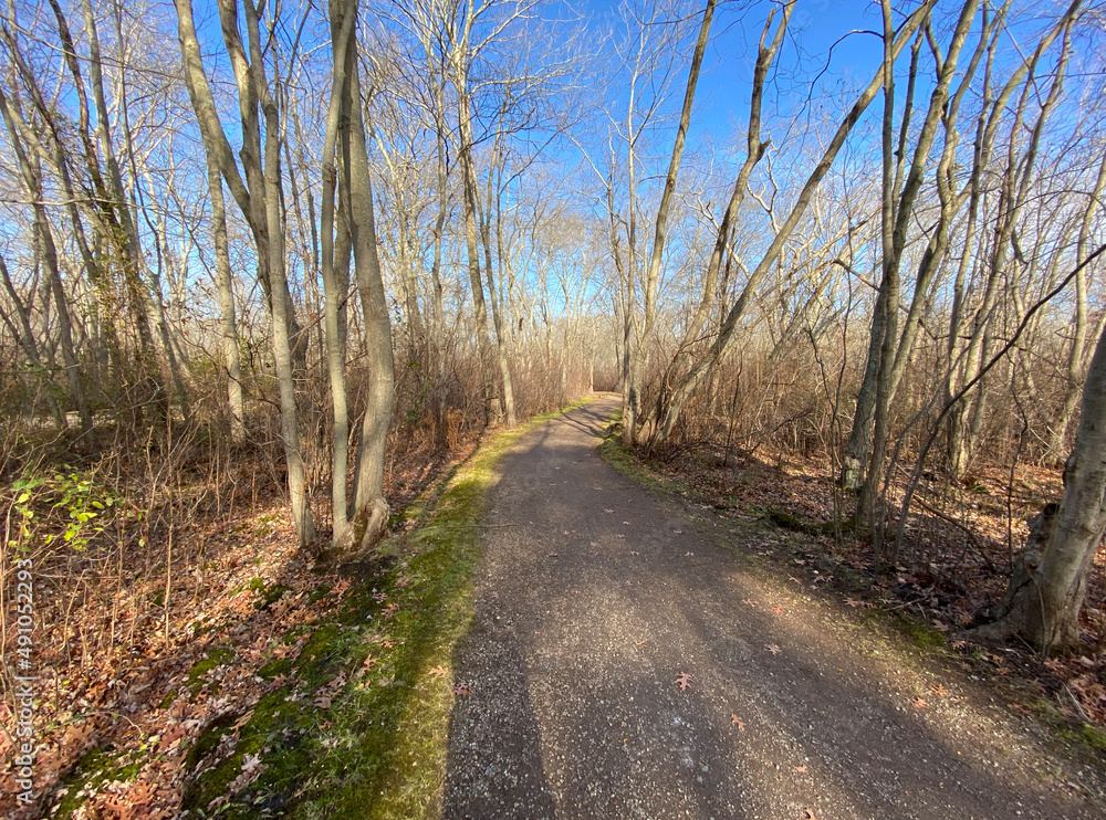 Dirt path in the woods on a winter morning with a blue sky Dirt path in the woods on a winter morning with a blue sky