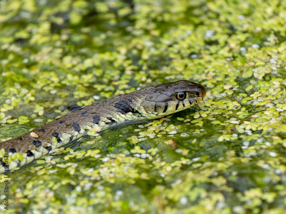 Close-up of a Grass Snake in Water Close-up of a Grass Snake in Water