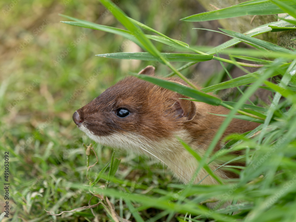 Stoat Head Peering out of the Grass Stoat Head Peering out of the Grass