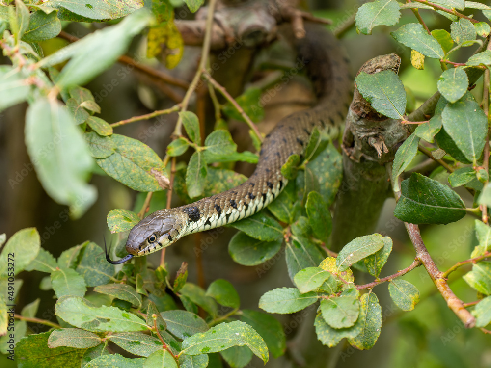 Naklejka premium Close-up of a Grass Snake in a Bush