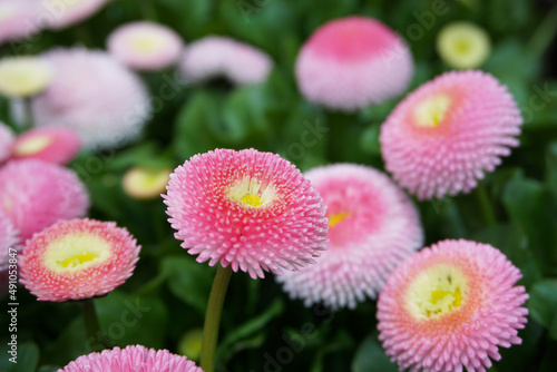 rosa Bellis  G  nsebl  mchen  Blumen im Fr  hling - Springflowers