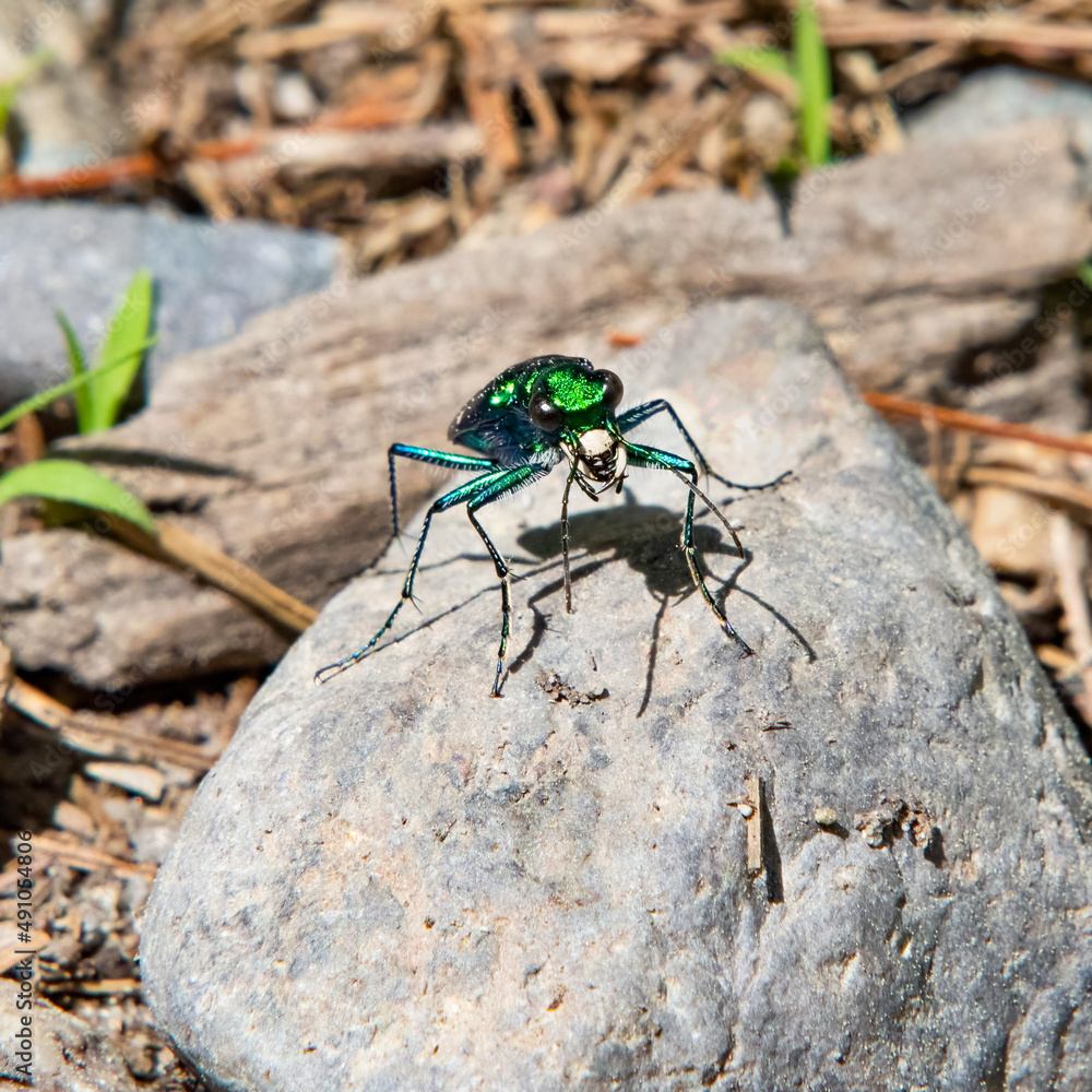 Tiger beetle, Freetown State Forest, Massachusetts Tiger beetle, Freetown State Forest, Massachusetts